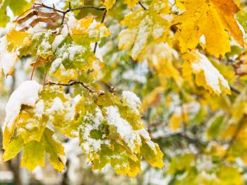 first snow on yellow leaves of maple tree close up in autumn day