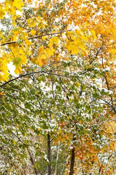 yellow and green leaves under first snow in autumn forest