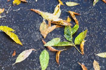 leaf litter in puddle from melting first snow on asphalt path in autumn