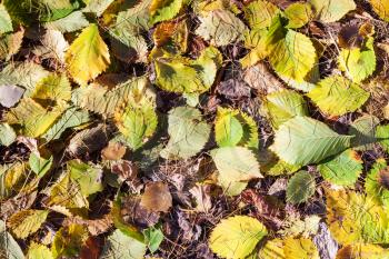 natural background - leaf litter from fallen hazel leaves and larch needles in autumn forest