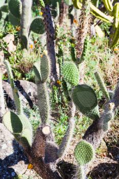 wild opuntia cactus outdoors illuminated by sun