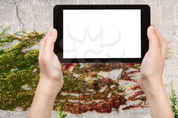 season concept - hands holds tablet pc with cut out screen and ivy plant on plastered wall in sunny autumn day on background