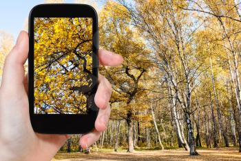 season concept - man taking picture of yellow oak branches in autumn forest on smartphone