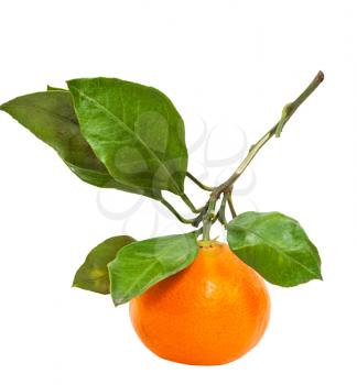 brunch with one fresh ripe abkhazian tangerine isolated on white background