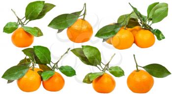 set of twigs with fresh ripe Abkhazian mandarins isolated on white background