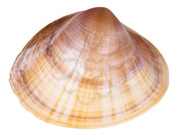 shell of clam mollusc close up isolated on white background