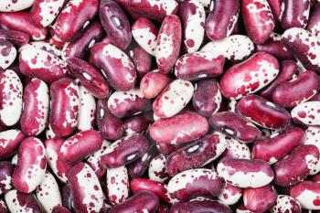 food background - raw red speckled beans close up