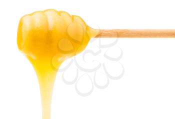 yellow honey flows down from wooden stick isolated on white background