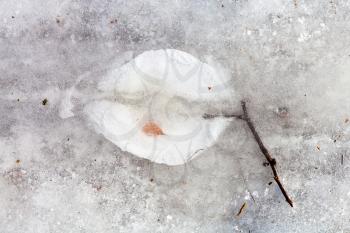 natural background - frozen twig in ice in cold winter day