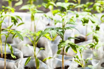 green seedlings of tomato plant in plastic tubes in glasshouse