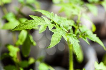 green seedlings of tomato plant close up in glasshouse