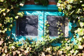 old dirty little glass window surrounded by ivy