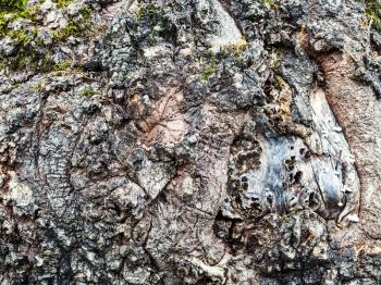 natural background - cracked bark of old cottonwood tree