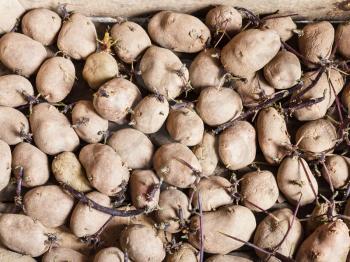 top view of organic seed potatoes in wooden box