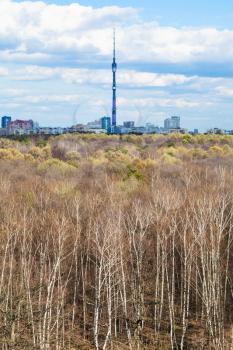 birch grove and city with TV tower on horizon in spring day, Moscow, Russia