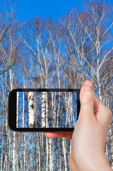 season concept - tourist photographs birch tree trunks in sunny spring day on smartphone