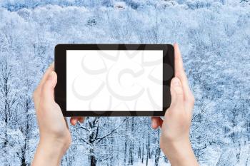 season concept - tourist photographs frozen forest in winter on tablet pc with cut out screen with blank place for advertising