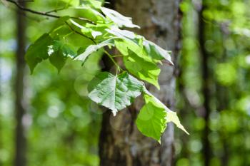 natural background - twig of hazel tree with green leaves close up in forest