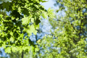 natural background - maple tree leaves close up and defocused green woods on background