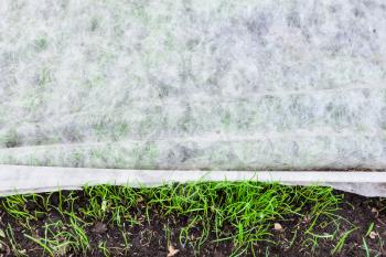 sprouts of young green grass under nonwoven fabric for mulching