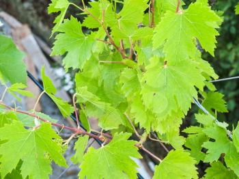 green grape leaves in vineyard in tsarevo - burgas wine region, bulgaria