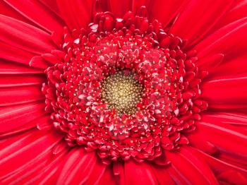natural background - yellow center of red gerbera flower close up