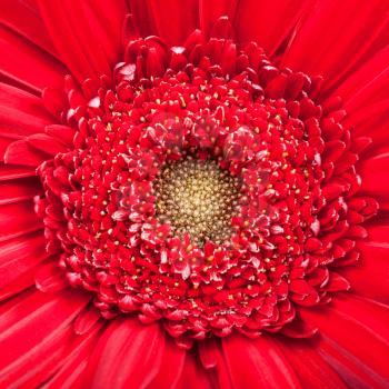 natural background - yellow center of red gerbera bloom close up