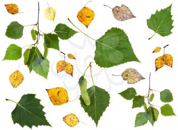 set of summer green and autumn yellow birch leaves isolated on white background