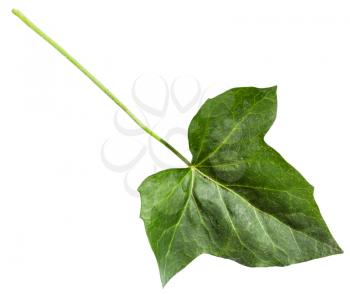 green leaf of hedera (ivy) plant isolated on white background