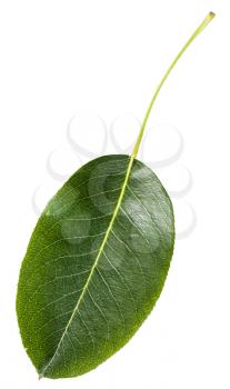 green leaf of pear tree (Pyrus communis, European pear, common pear) isolated on white background