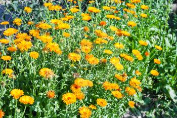 orange Daisy flowers at flowerbed in country garden in sunny summer day