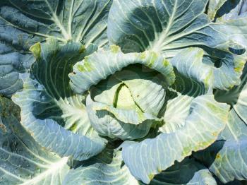 above view of cabbagehead of white cabbage in garden illuminated by sun
