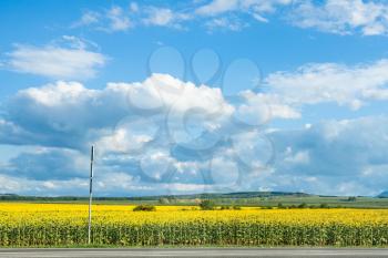 blue sky with white clouds over yellow sunflower field in sunny summer day, Kuban, Russia