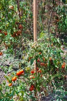 wooden poles with tomato bushes in garden in sunny summer day