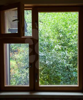 view from country cottage window on green willow tree on backyard in summer day