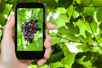 gardening concept - gardener photographs bunch of red grapes on smartphone