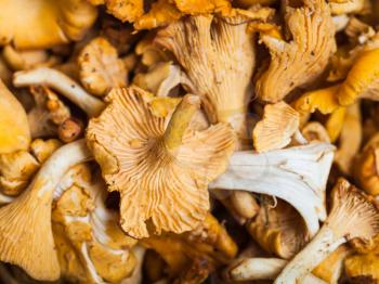 food background - lot of fresh cut chanterelle fungus close up