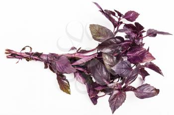 bunch of fresh cut red basil herb on white background