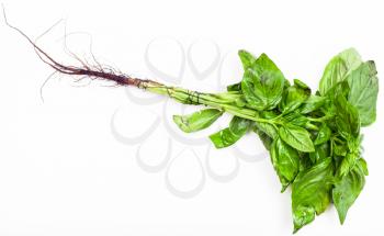 bunch of fresh green basil herb on white background