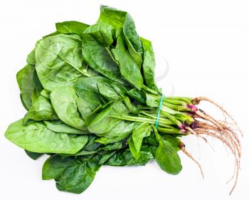 bunch of fresh cut spinach herb on white background