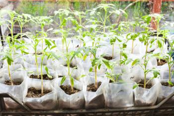 green shoots of tomato plant in plastic boxes in glasshouse