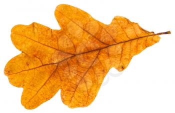 yellow autumn leaf of oak tree isolated on white background