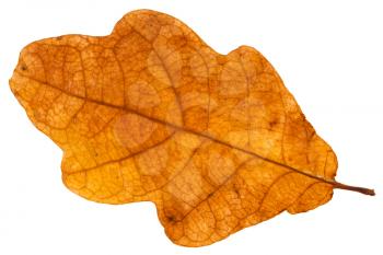 yellow brown autumn leaf of oak tree isolated on white background