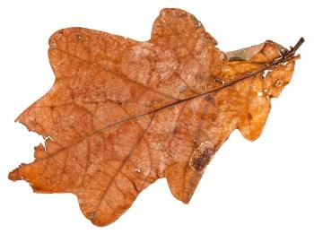 brown dried leaf of oak tree isolated on white background
