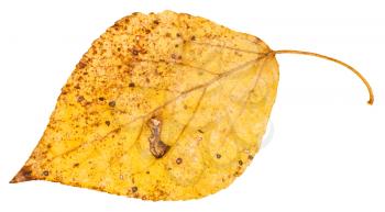 yellow fallen leaf of poplar tree (populus nigra, black poplar) isolated on white background