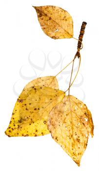 twig with yellow autumn leaves of poplar tree (populus nigra, black poplar) isolated on white background