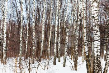 bare birch trees in woods in cold winter day
