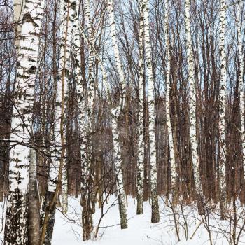 birch trees in forest in cold winter day