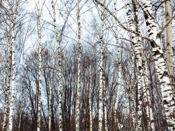 bare birch tree trunks and cold blue winter sky