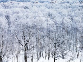 above view of oak trees in woods covered by snow in cold winter morning